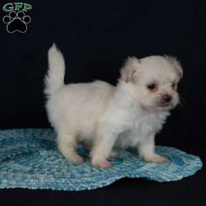 Piper (Tiny), Teddy Bear Puppy